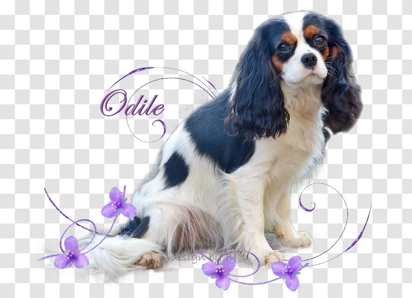 Cavalier King Charles Spaniel Puppy Dog Breed Companion Transparent PNG