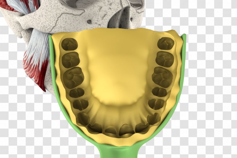 Jaw - 3d Tooth Transparent PNG