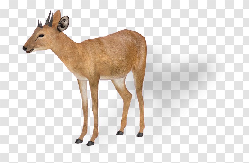 Antelope White-tailed Deer Impala Tetracerus Quadricornis Giraffe - Wildlife - Zoo Background Transparent PNG