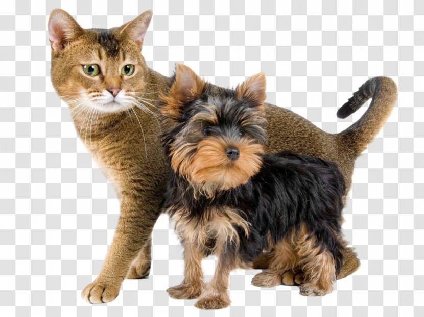Yorkshire Terrier Puppy Kitten Cat Food - Pet Transparent PNG