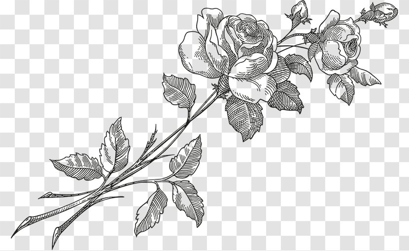 Rose Flower - Tree Transparent PNG