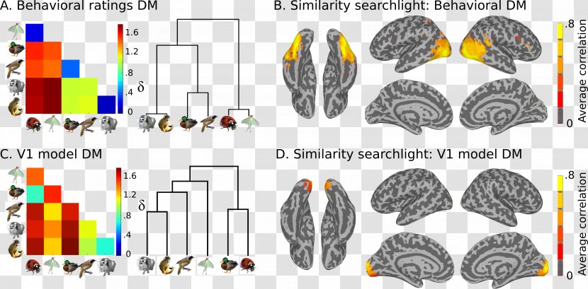 Electroencephalography Functional Magnetic Resonance Imaging Analysis Research Brain - Neuroimaging Transparent PNG