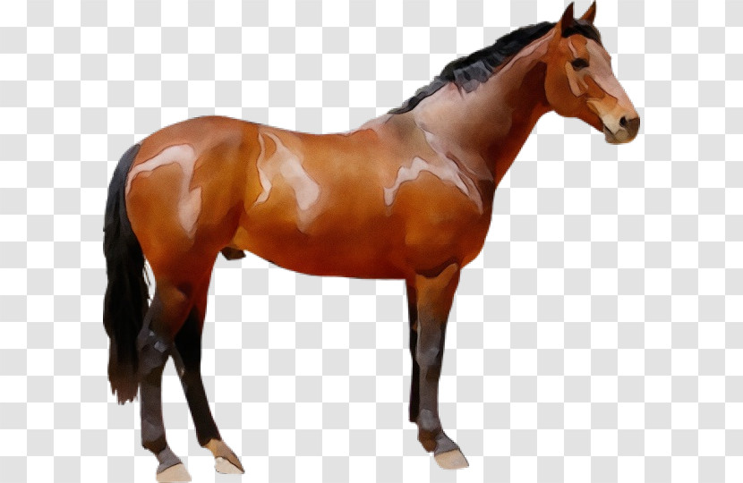 Horse Animal Figure Sorrel Stallion Mare Transparent PNG