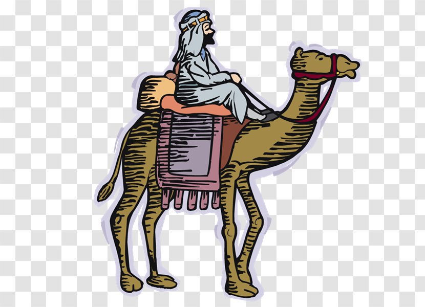 Bactrian Camel Horse Equestrian - Skeleton - Yi Transparent PNG