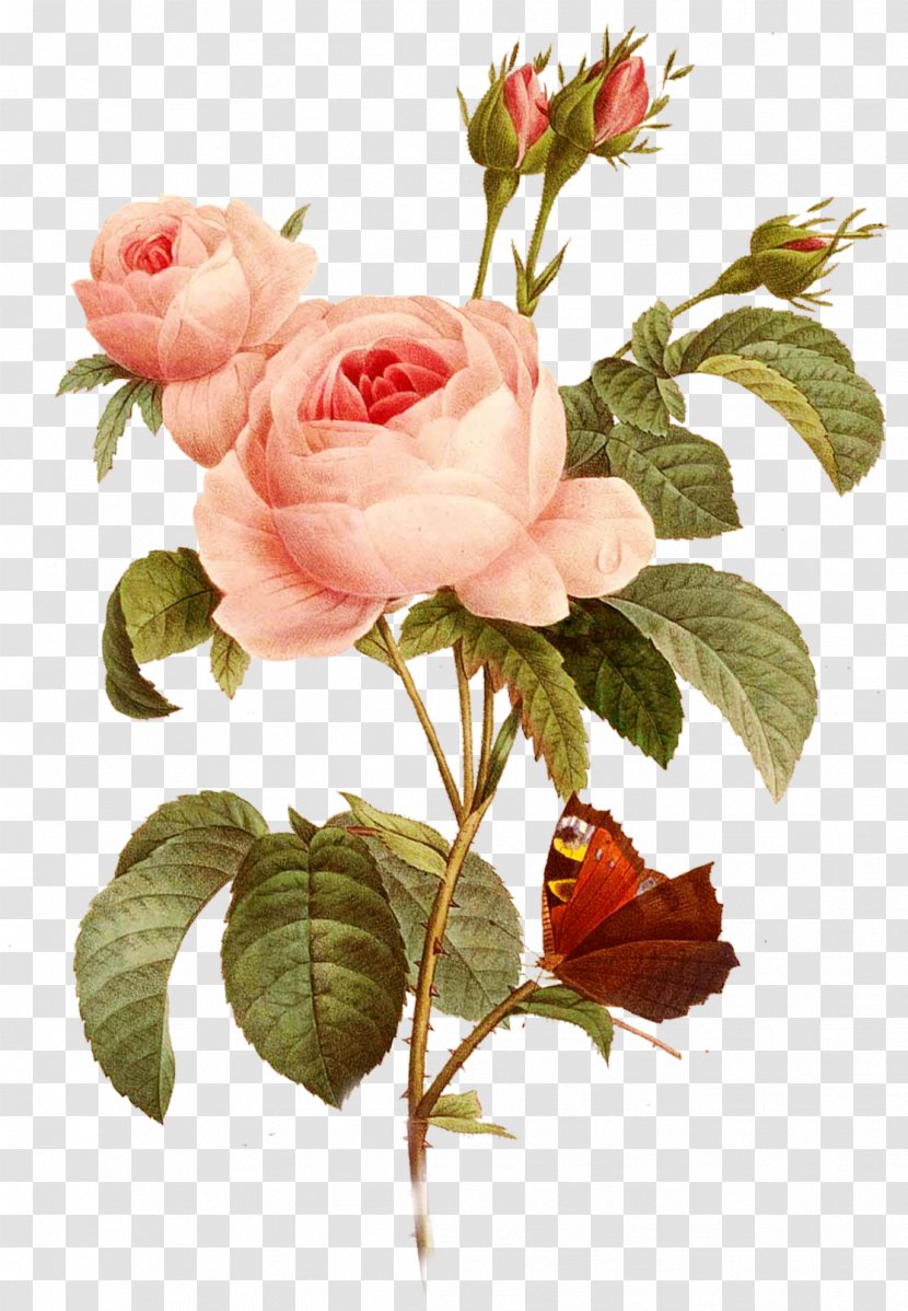 Garden Roses Paper Decoupage Centifolia Drawing - Pink - Flowers, Roses, Pink, Creative Taobao Transparent PNG
