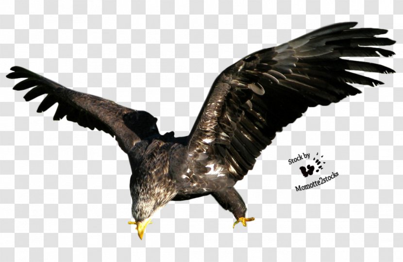 Bird Bald Eagle Stock Clip Art Transparent PNG