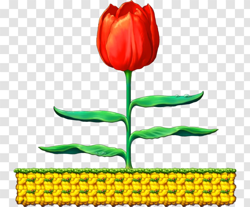 Tulip Plant Stem Cut Flowers Petal Clip Art - Below Background Transparent PNG