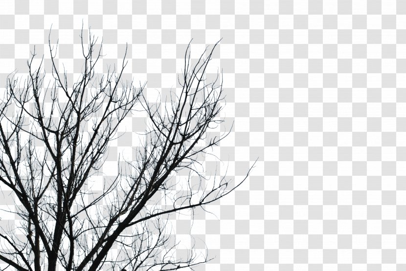 Branch Tree Desktop Wallpaper Clip Art - Twig Transparent PNG