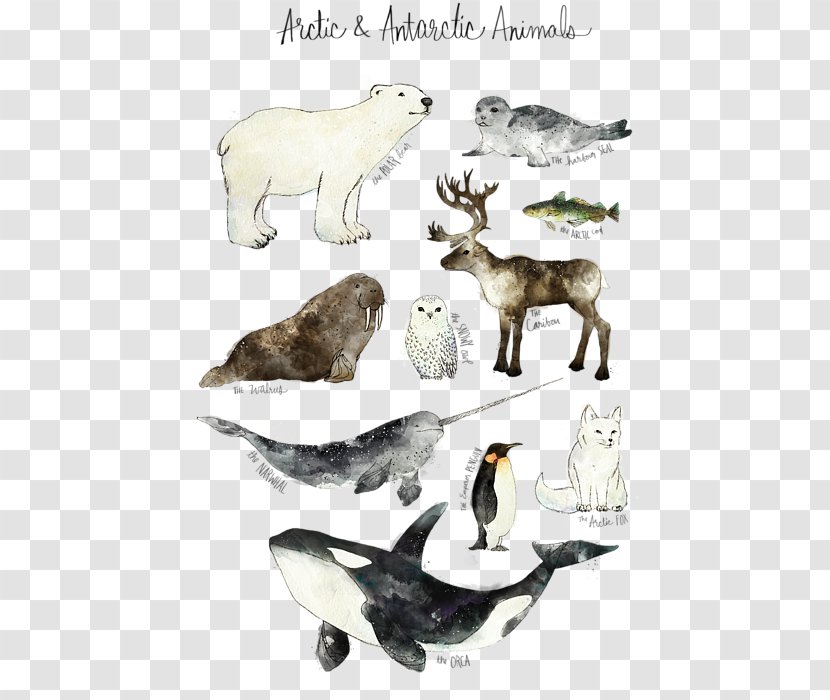 Amy Hamilton Design + Illustration Work Of Art Poster Printmaking - Wildlife - Northern America Animals Transparent PNG