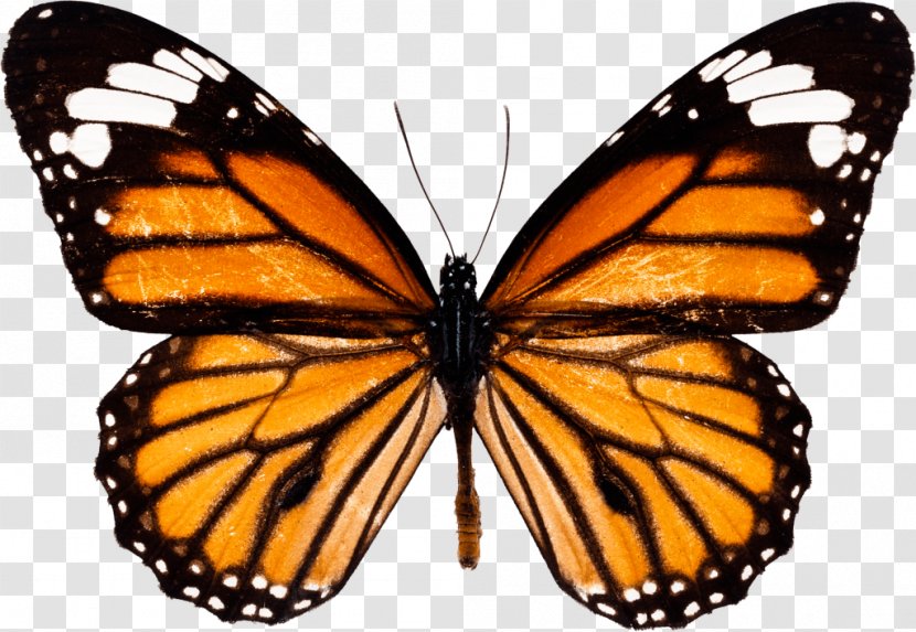 Insect The Monarch Butterfly: International Traveler Milkweed Butterflies Viceroy - Wildlife Transparent PNG