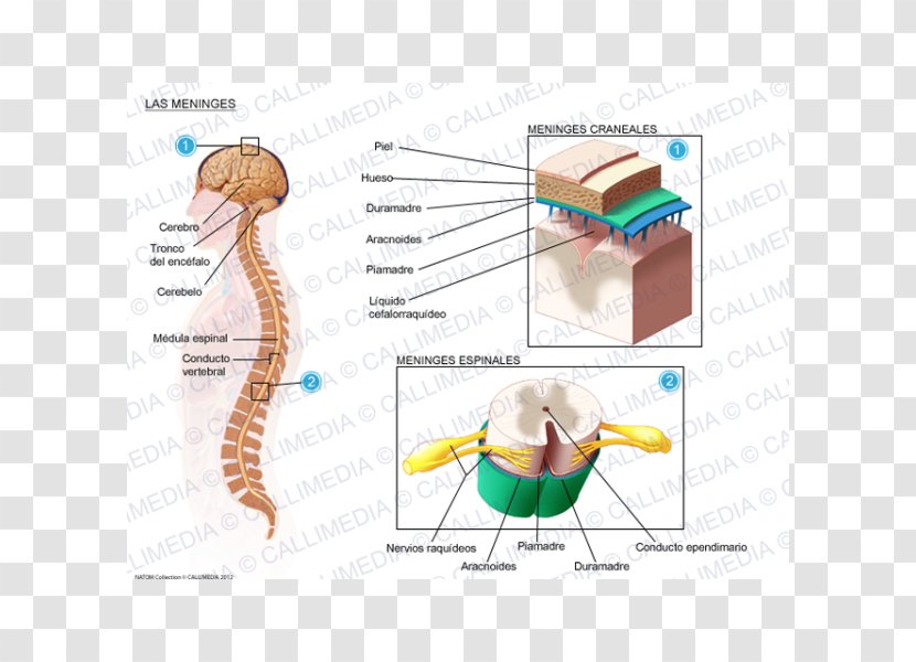 Meningitis Meninges Spinal Cord Cerebrospinal Fluid Virus - Frame - Of The Brain Diagram Transparent PNG