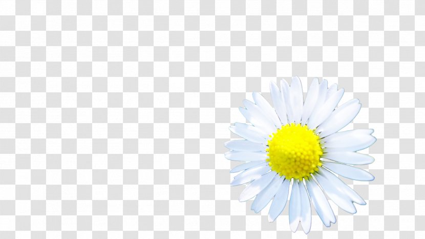 Oxeye Daisy Chrysanthemum Desktop Wallpaper Computer Dandelion - Blossoms Transparent PNG