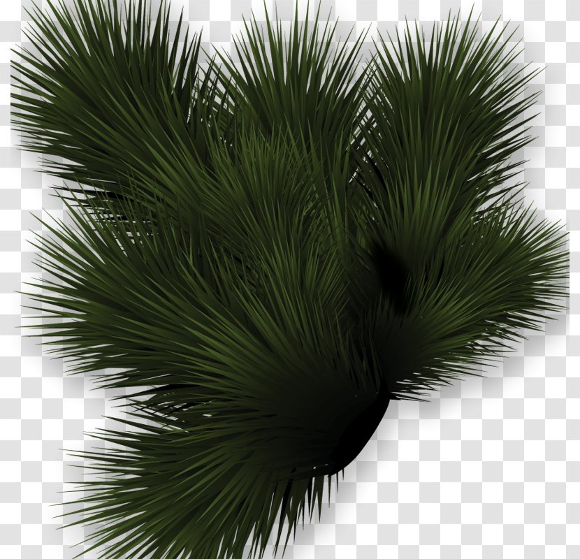Asian Palmyra Palm Lawn Meadow Clip Art - Grass Transparent PNG