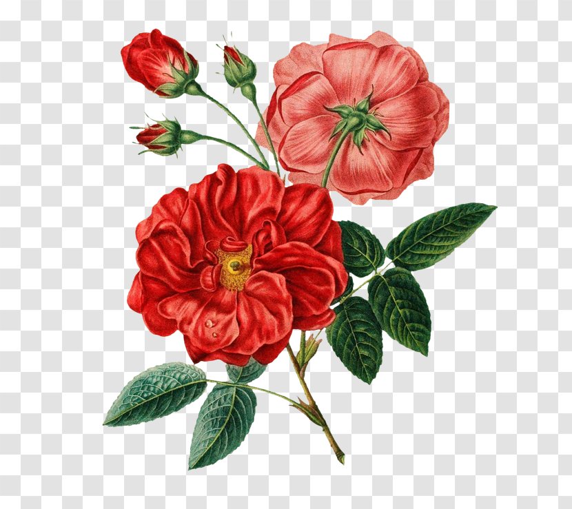 Flower Bouquet Botany Rose Botanical Illustration - Poppy - Roses FIG. Transparent PNG