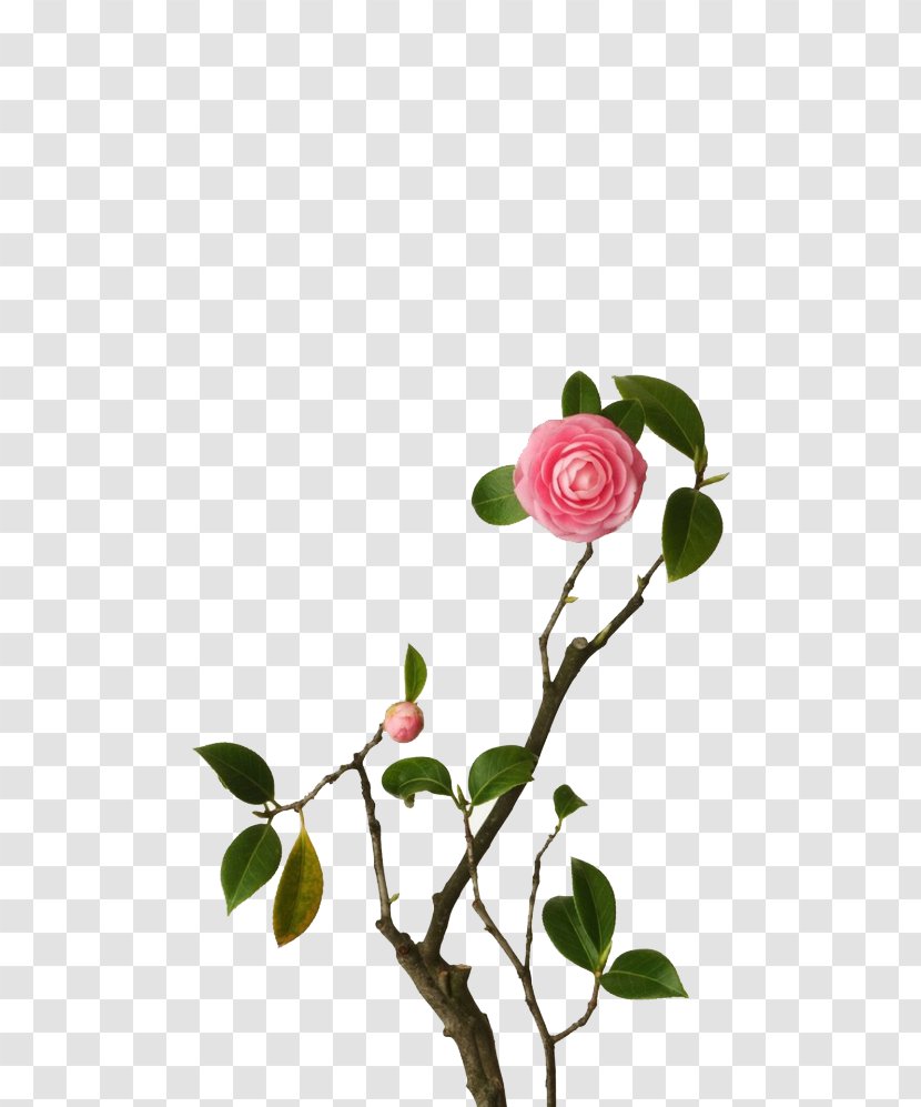Japan Flower Portraits Flora: Images Painting Photography - Rose Order - Antique Jewelry Hand-painted Cartoon Pictures Transparent PNG