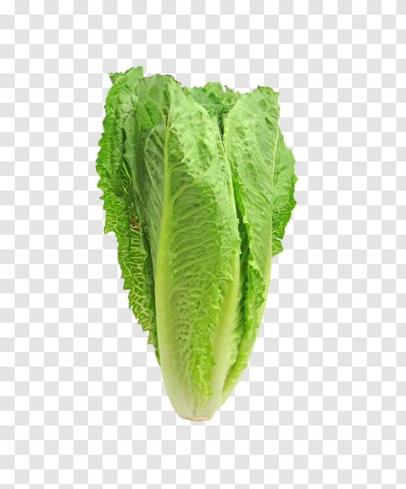 Centers For Disease Control And Prevention Romaine Lettuce Caesar Salad - Food - The Green Transparent PNG