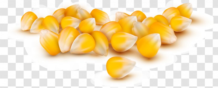 Modified: GMOs And The Threat To Our Food, Land, Future Corn Kernel Maize Popcorn - Forever - Vector Painted Kernels Transparent PNG