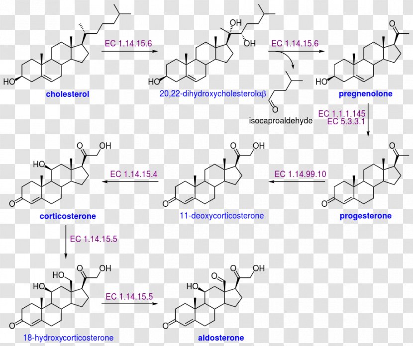 Aldosterone Cholesterol Biosynthesis Dehydroepiandrosterone Sulfate - Watercolor - Cartoon Transparent PNG