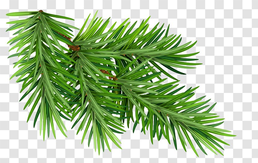 Shortleaf Black Spruce Columbian Balsam Fir Yellow Jack Pine - Plant - Singleleaf Transparent PNG