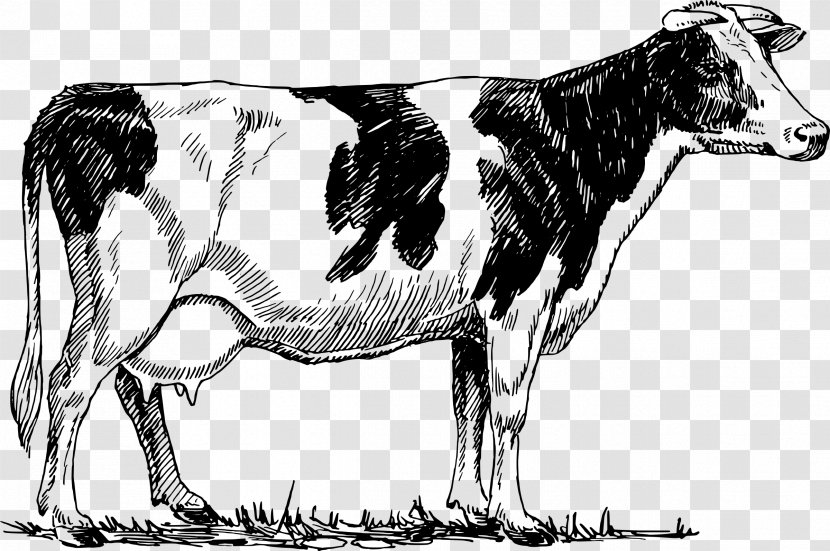 Holstein Friesian Cattle Drawing Dairy - Royaltyfree - Cow Outline Transparent PNG