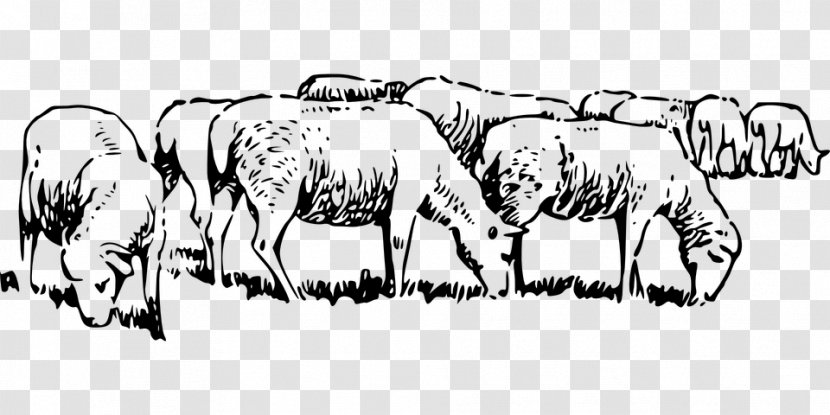 Merino Icelandic Sheep Book Clip Art - Cattle Like Mammal Transparent PNG