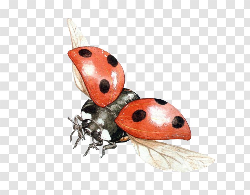 Ladybird Beetle Transparency Clip Art - Clipping Path Transparent PNG