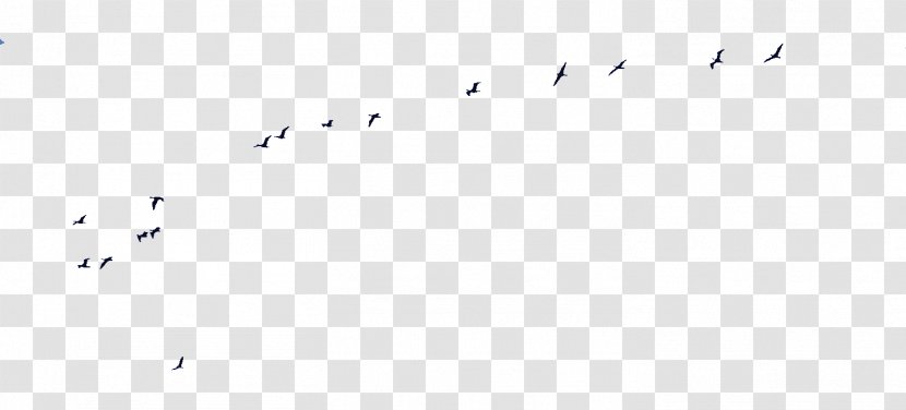 Bird Migration Point Angle Font - Wing Transparent PNG