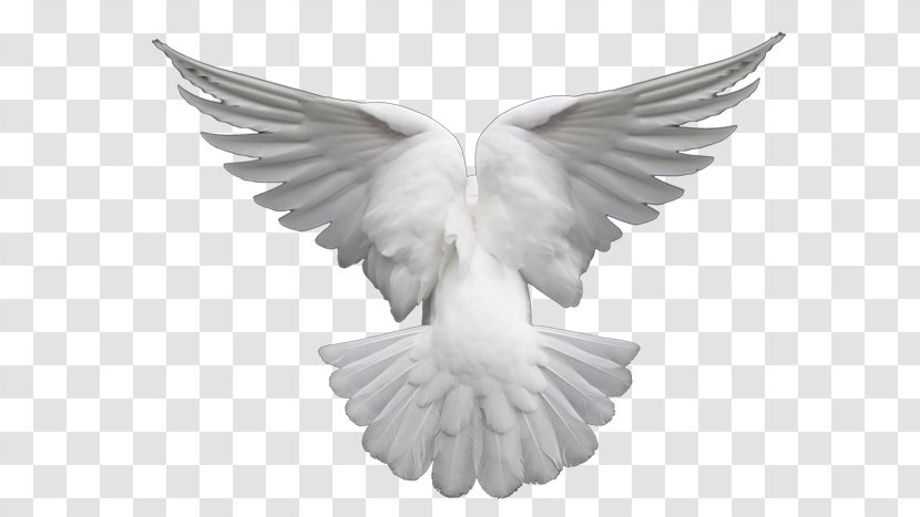 Columbidae Doves As Symbols Clip Art - Bird - Wing Transparent PNG
