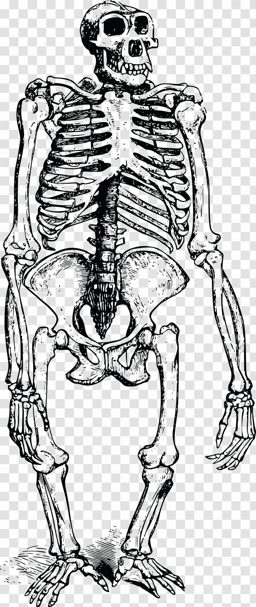 Gorilla Human Skeleton Bone Orangutan - Silhouette - Vector Transparent PNG