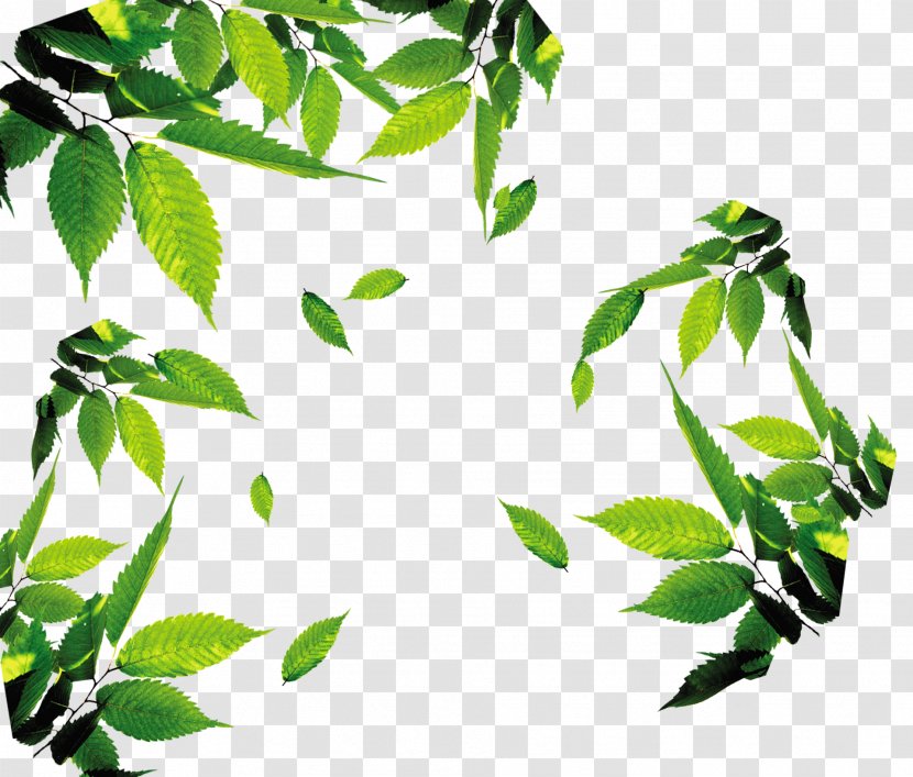 Leaf Download Icon - Branch - Tea,tea,Leaves,leaf,Floating Leaves Transparent PNG