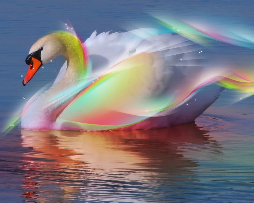 The Wild Swans At Coole Black Swan Bird Light Color Transparent PNG