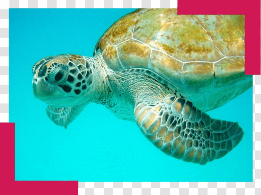 Green Sea Turtle Barbados Hawksbill - Breaking Wave Transparent PNG