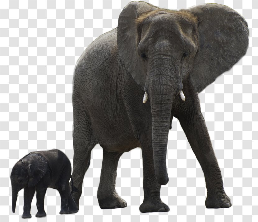 Asian Elephant African Forest - Mother - Creatures Transparent PNG