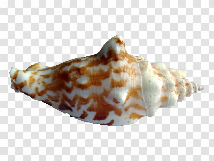 Shankha Seashell Conchology Sea Snail - Invertebrate Transparent PNG