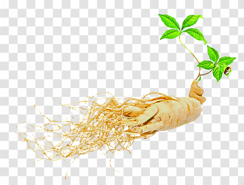 Asian Ginseng American Dietary Supplement Seed Extract - Free Dig Herbal Material Download Transparent PNG
