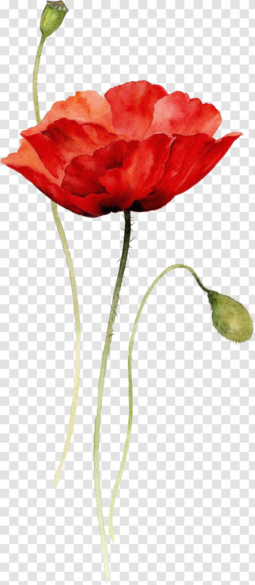 Watercolor: Flowers Watercolor Painting Poppy Drawing - Rose - Cartoon Anzac Transparent PNG