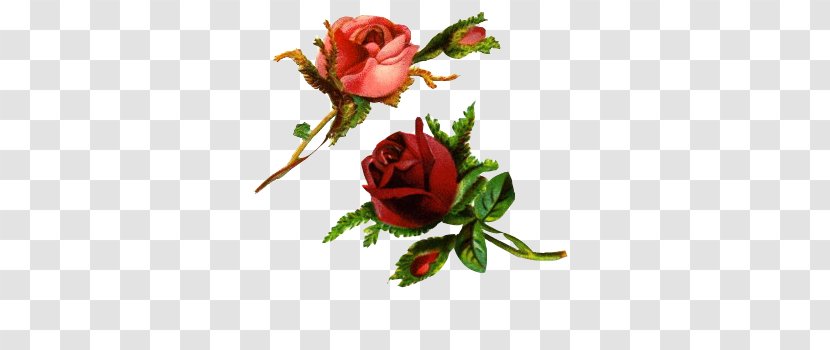Rose Flower Desktop Wallpaper Clip Art - Flowering Plant Transparent PNG