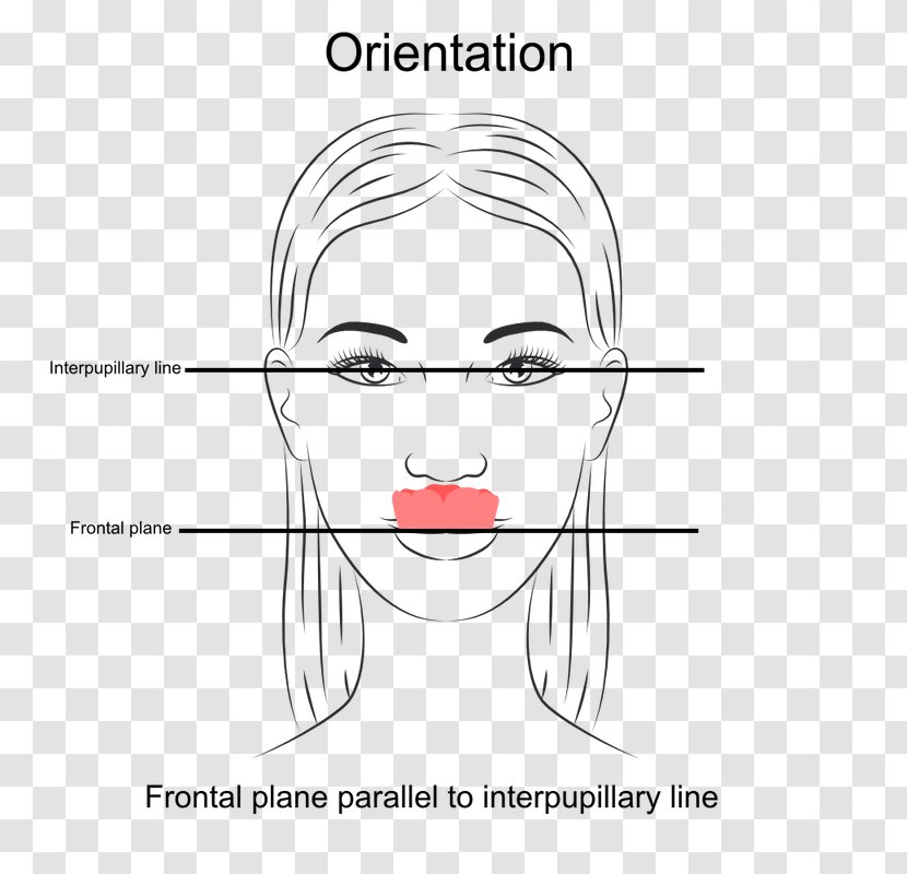 Dentistry A Clinical Guide To Occlusion Orthodontics Jaw - Watercolor - Thick Line Transparent PNG