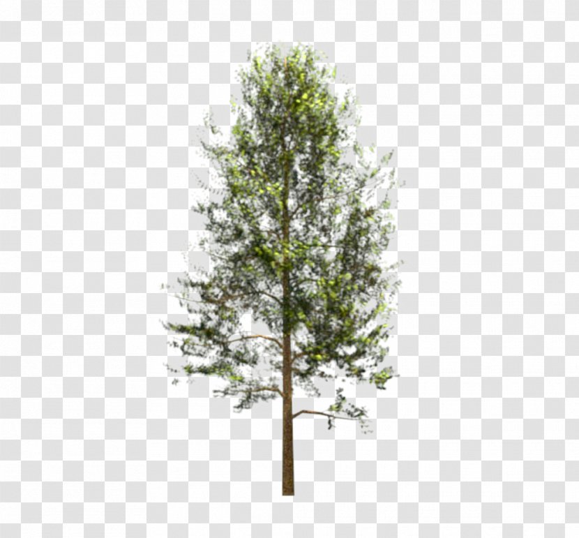 Bamboo Forest Tree Woody Plant - Pine - Mimosas Transparent PNG