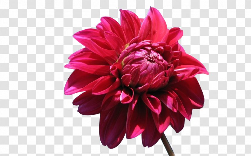 High-definition Television Dahlia 1080p Desktop Wallpaper Display Resolution - Chrysanths Transparent PNG