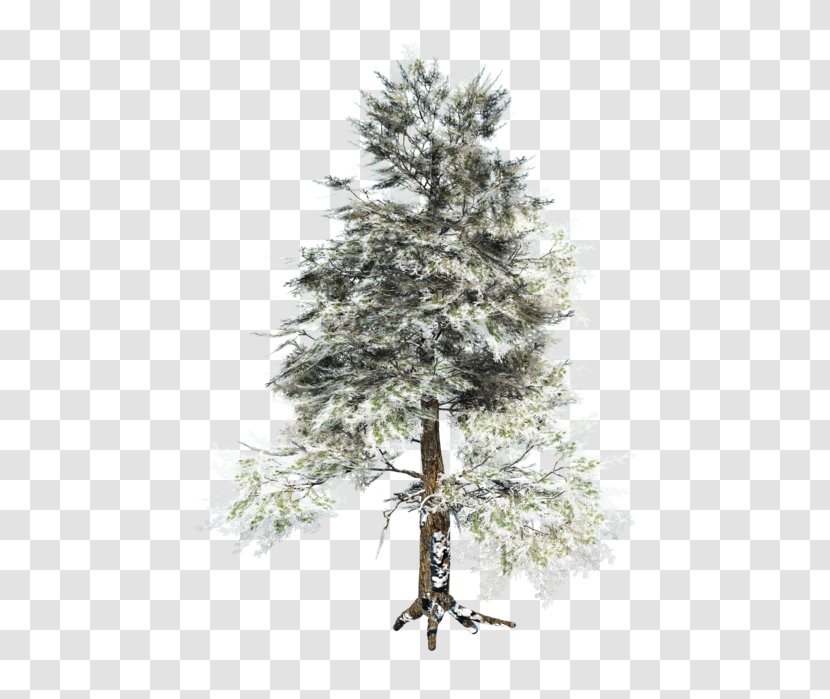 Spruce Pine Centerblog Tree - Evergreen Transparent PNG