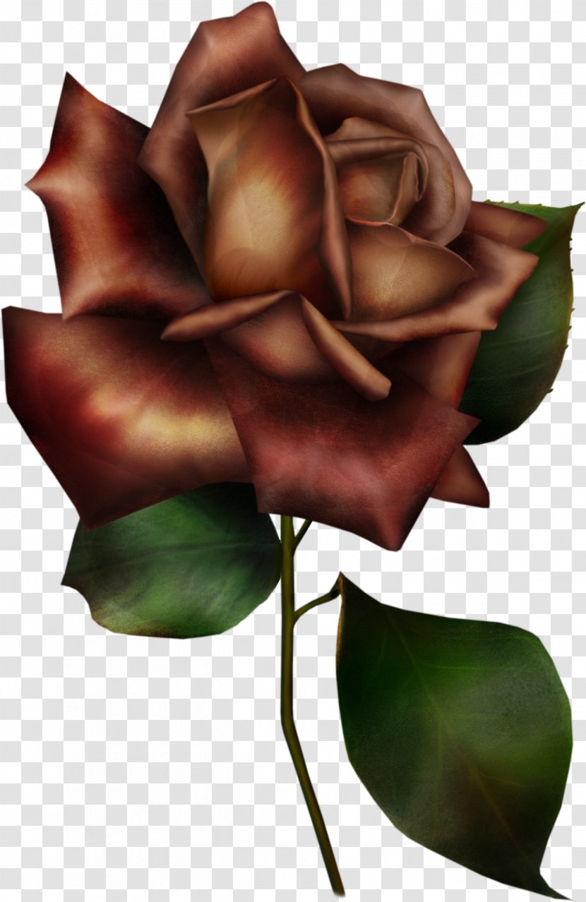 Flower Garden Roses Blue Rose Clip Art - Plant Stem - Red Transparent PNG