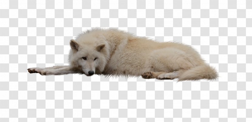 German Shepherd Arctic Wolf Puppy Black Canidae Transparent PNG