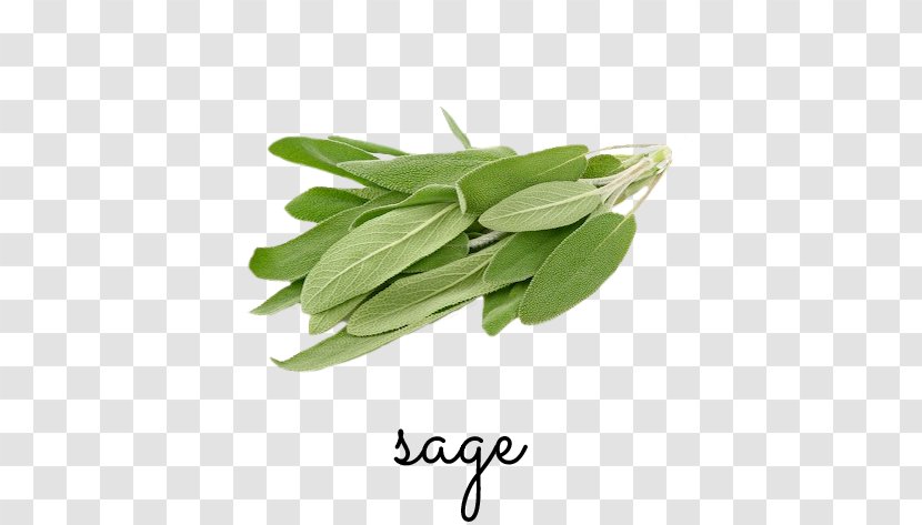 Herb Common Sage Food Italian Cuisine Parsley - Salad - Garden Transparent PNG