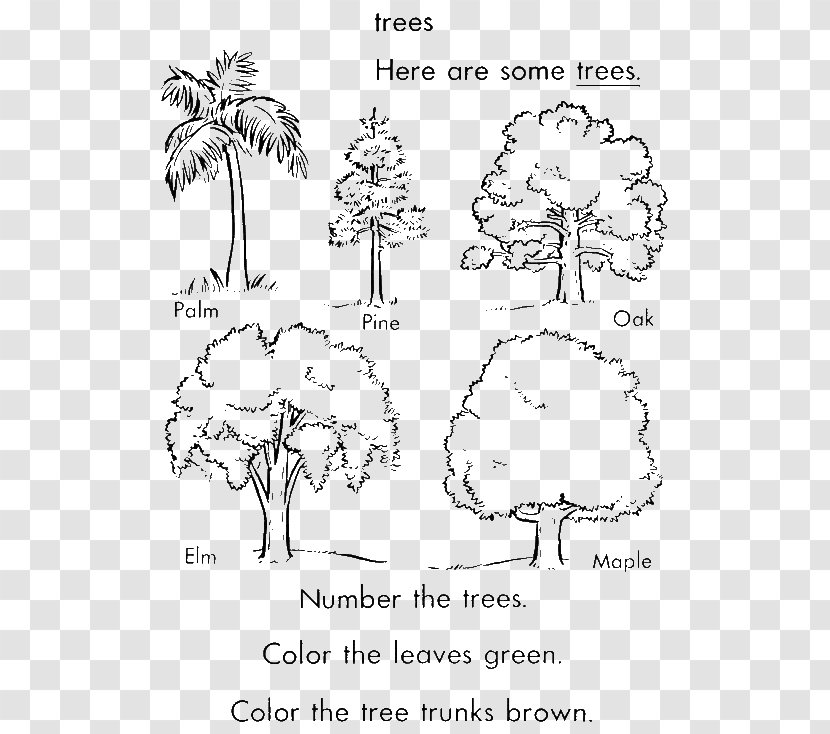 Coloring Book Tree Arecaceae Trunk Pine - Frame Transparent PNG