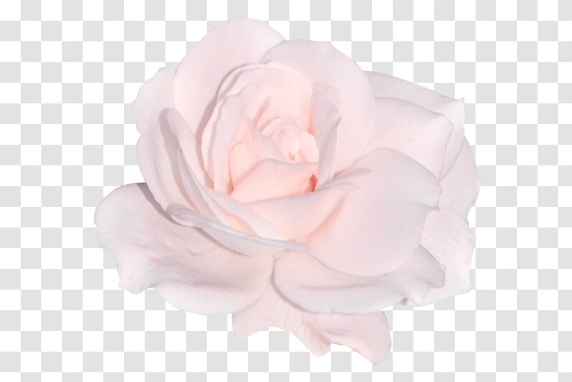 Garden Roses Cabbage Rose Cut Flowers Pink - Flower - Plant Transparent PNG