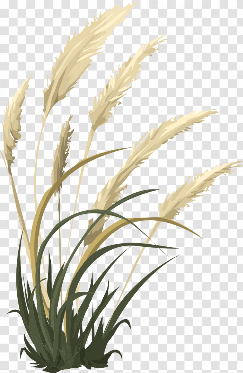 Grasses Woody Plant Stem Herbaceous - Drawing Transparent PNG