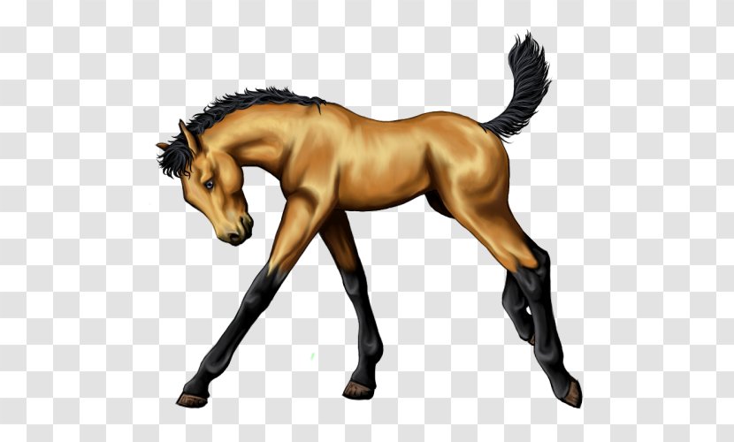 Mane Mustang Foal Stallion Colt - Mare - Quarter Horse Transparent PNG