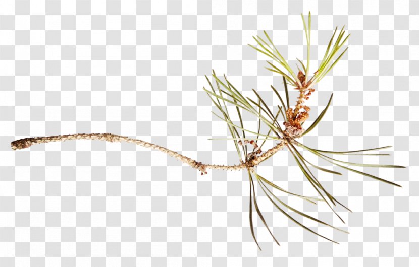 Twig Pine Fir Branch Tree - White Transparent PNG