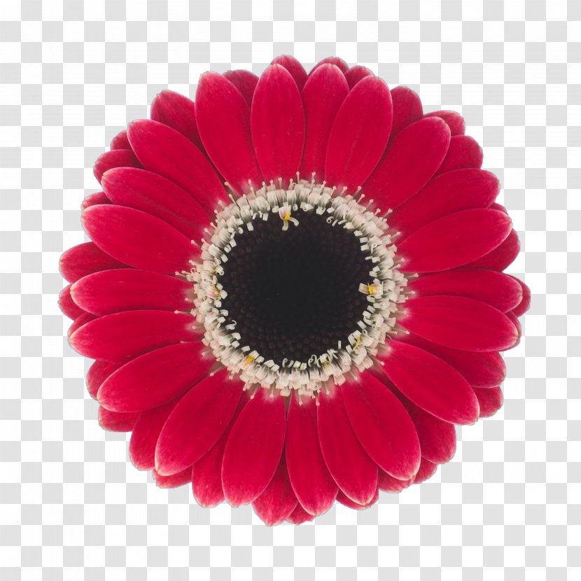 Transvaal Daisy MINI Cooper Gelato Custard Cream Cut Flowers - Petal - Rich Pink Flower Buckle Free Photos Transparent PNG